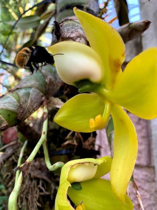 Tropical Bee Garden Holiday Houses Savegre 외부 사진